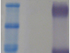 OxiSelect™ MDA Immunoblot Kit 